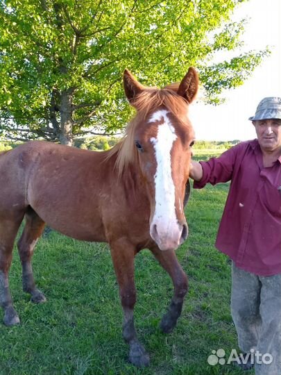 Продаём лошадей