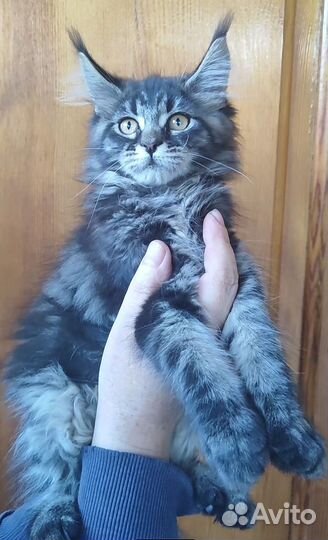 Котёнок мейн-кун