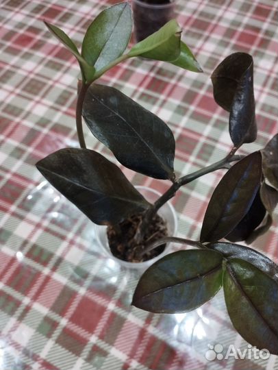 Замиокулькас зелёный и черный