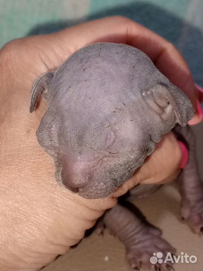 Канадский сфинкс