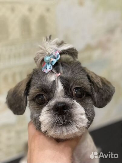 Стрижка собак и кошек (груминг)