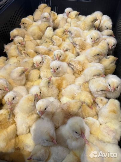 Калуга: Бройлеры, Гуси, Утки, Индюки, Цесарки