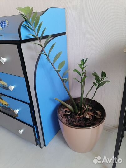 Замиокулькас