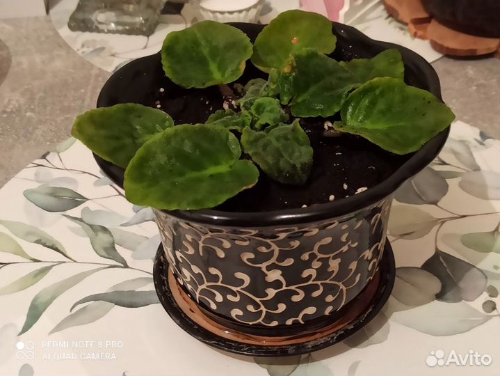 Сортовые фиалки