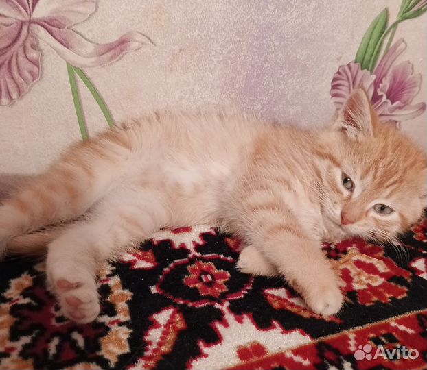 Кошка в дар