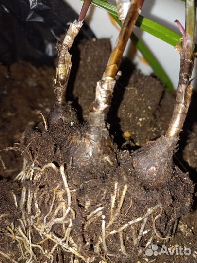 Зефирантес