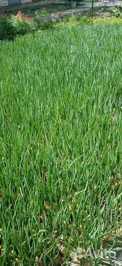 Лук зелёный