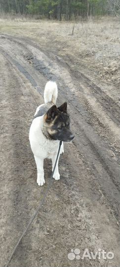 Отдам собаку в добрые руки. Американская Акита