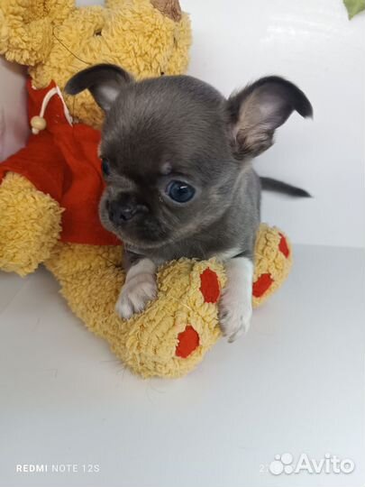 Малыш Тимоша