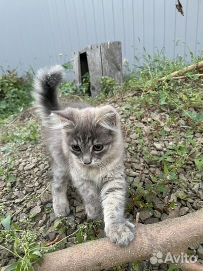 Милый котенок 3,5мес