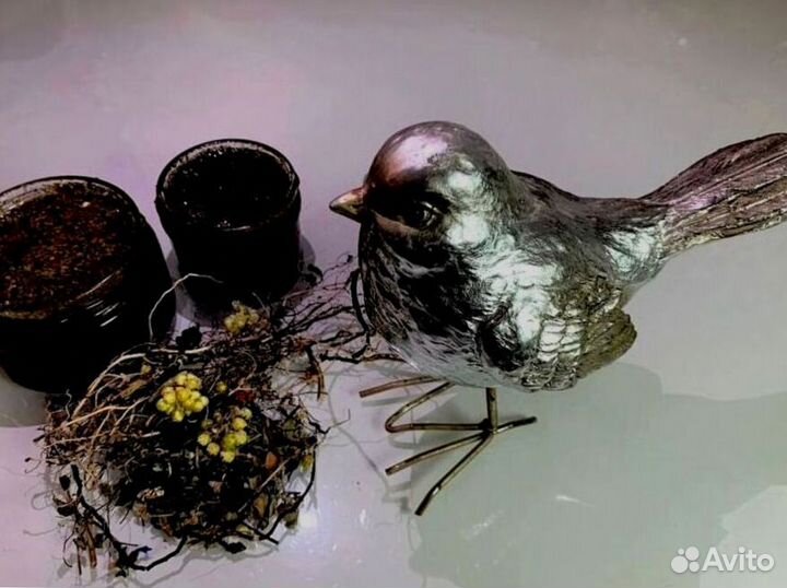 Средство от простатита