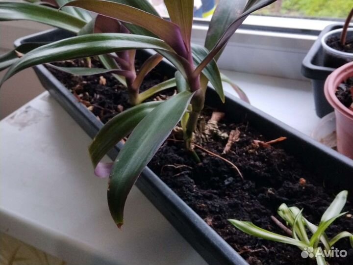 Готовая цветочная композиция