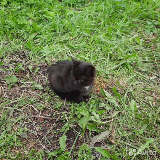 Черная кошка