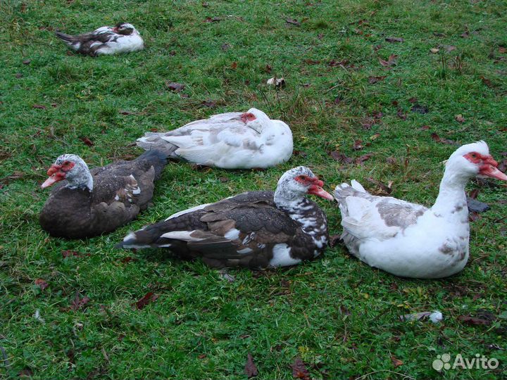 Селезень индоутки