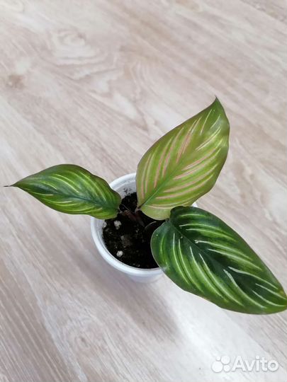 Калатеи и ктенанты