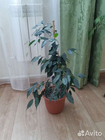 Растения комнатные в ассортименте