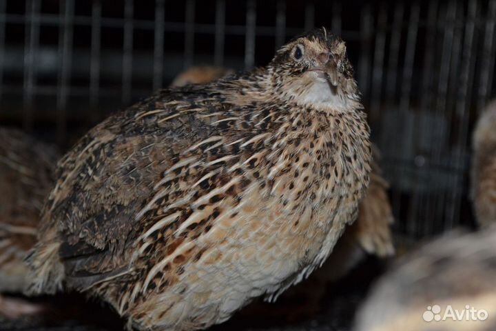 Инкубационное яйцо перепелов Фараон, техам