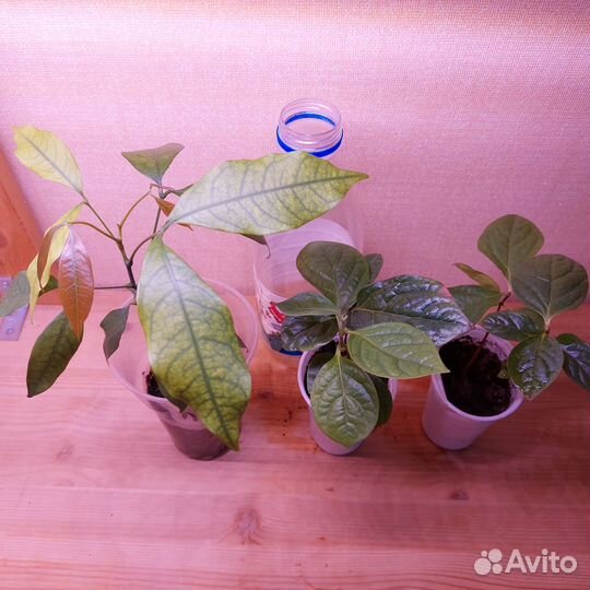 Пальмы, личи