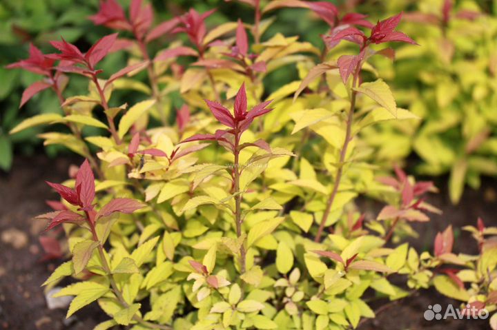 Спиреи,крушина,декор.кустарники