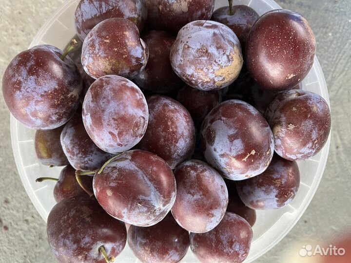 Слива кабардинка