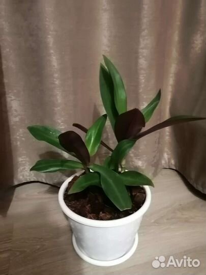 Комнатные цветы