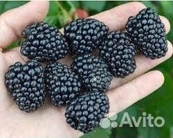 Ежевика безшиповая Небеса могут подождать