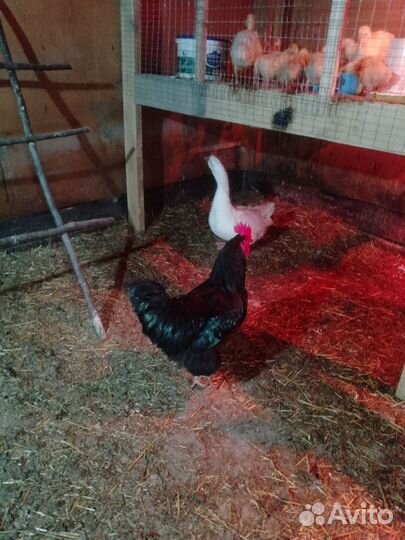 Петухи джейсирский породы