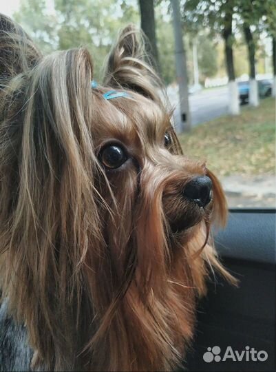 Элитный йоркширский терьер для вязки