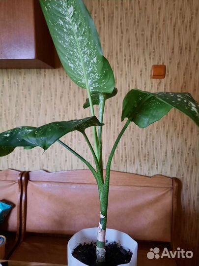 Цветок,дифенбахия