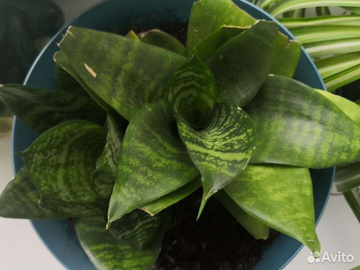 Сансевиерия