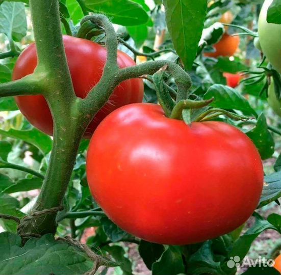 Рабочие в теплицы вахта