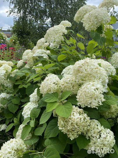 Гортензия кустом