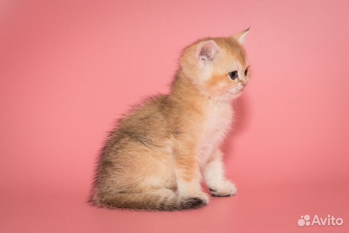 Шиншилла Золотистая Британские котята