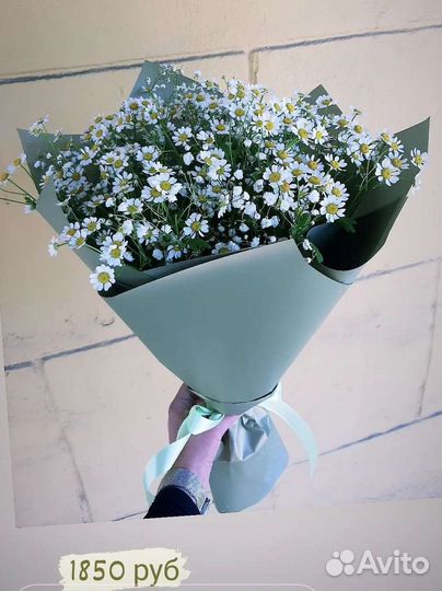 Ромашка, танацетум