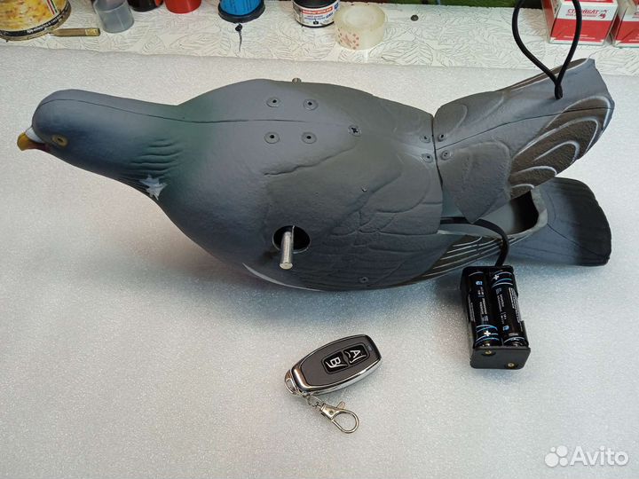 Махокрыл голубь для охоты