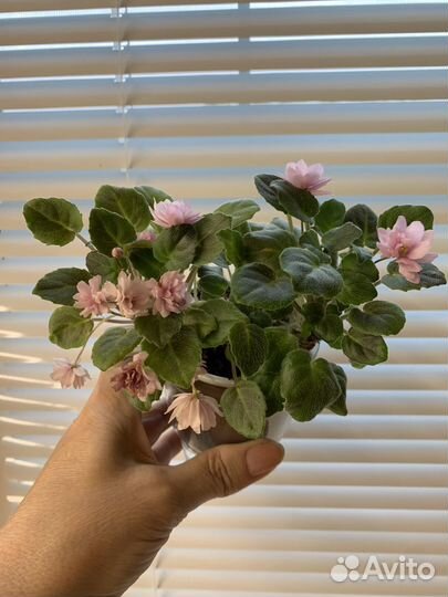 Фиалка ампельная