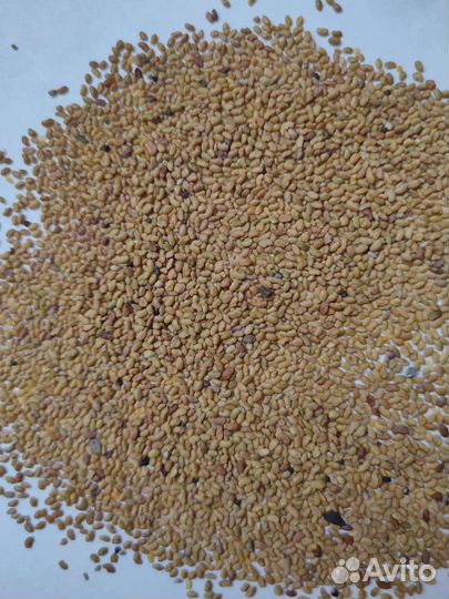 Семена люцерны