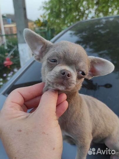 Щенки чихуахуа