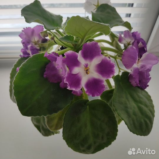 Фиалка цветущая