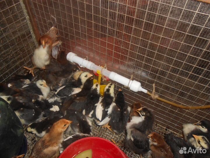 Цыплята семья ливенской ситцевой