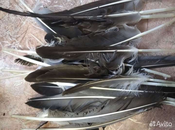 Гусиное перо продаю