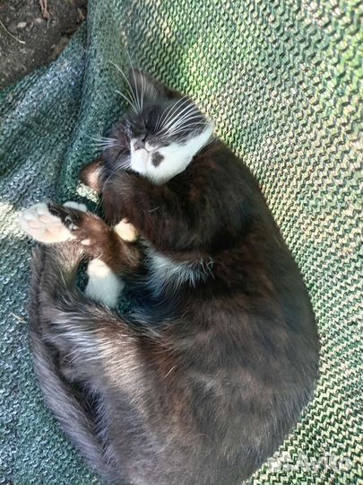 Кошки в добрые руки бесплатно