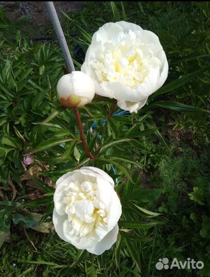 Молодые кусты пиона Дюшес де Немур