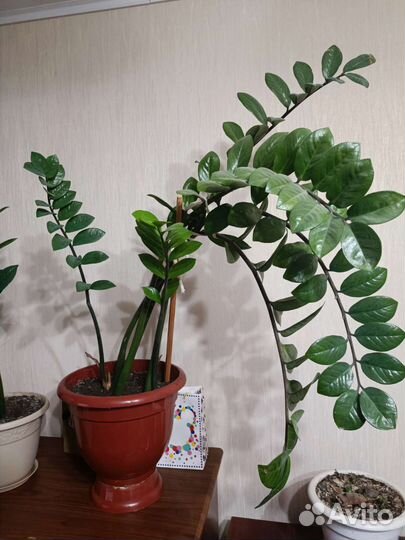 Замиокулькас