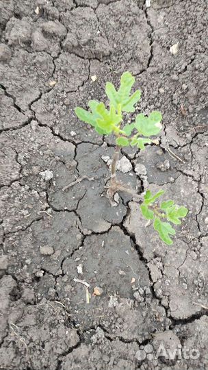 Инжир, саженцы