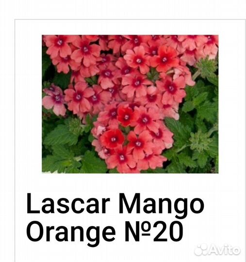 Вербена вегетативная