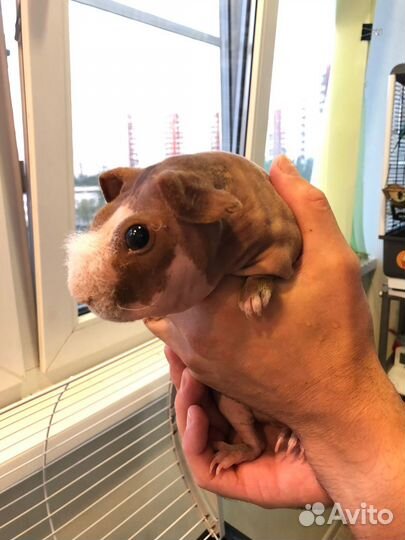 Морская свинка скинни с клеткой