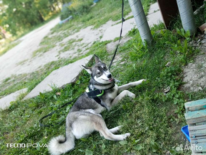 Хаски смешанная с лайки