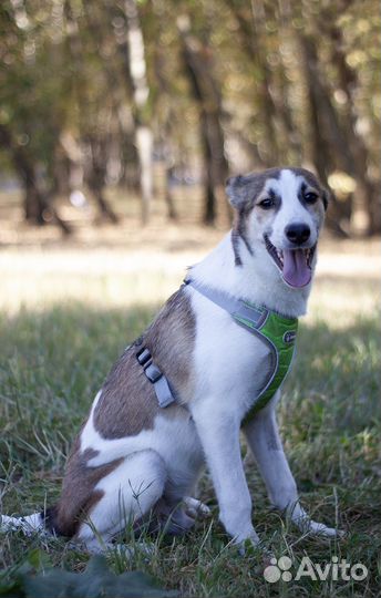 Собака в добрые руки