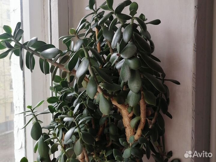 Толстянка большая